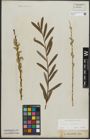 Foto von Salix purpurea L.